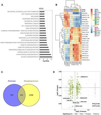 Proteomic and phosphoproteomic characterization of cardiovascular tissues after long term exposure to simulated space radiation